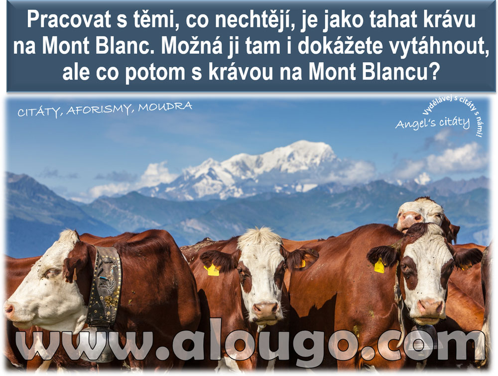 Pracovat s těmi, co nechtějí, je jako tahat krávu na Mont Blanc. Možná ji tam i dokážete vytáhnout, ale co potom s krávou na Mont Blancu?