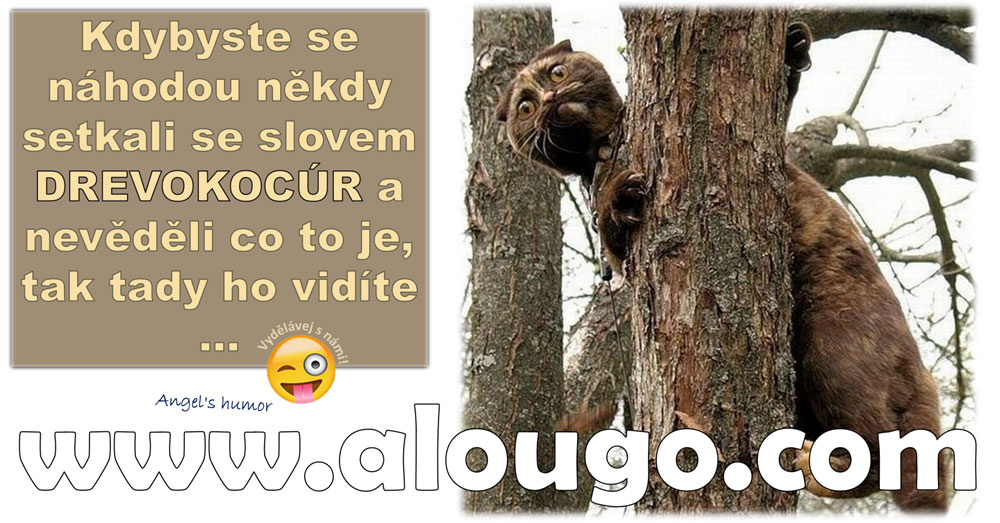 Drevokocůr na Slovensku vlastně vůbec není kočka, ale ...