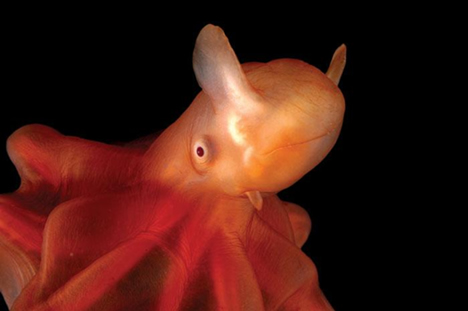 dumbo_octopus