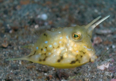 longhorn_cowfish