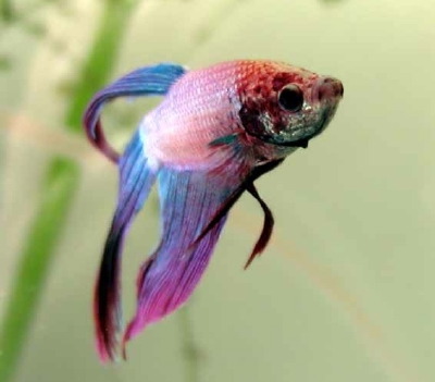 siamese_fighting_fish