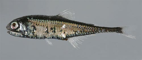 slender_lanternfish