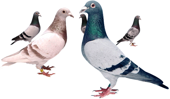 pohádka: Proč si holubi neumí stavět hnízda