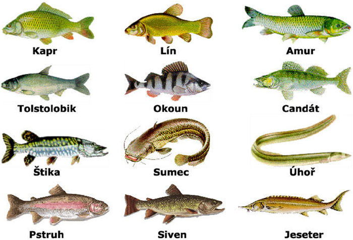 Ryby - hlavní druhy